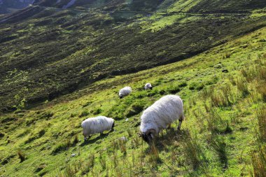 İrlanda 'nın Donegal ilçesindeki Slieve Ligi bölgesinde siyah yüzlü dağ koyunu yetiştiriyor..