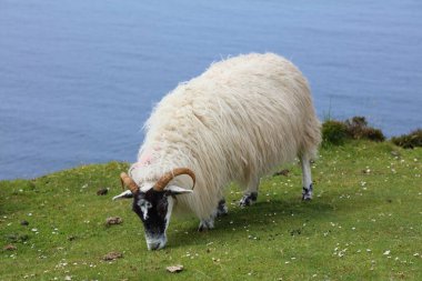 İrlanda 'nın Donegal ilçesindeki Slieve Ligi bölgesinde siyah yüzlü İskoç koyunlar çoğalıyor..