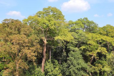 Angkor, Kamboçya 'da yağmur ormanı manzarası. Güneydoğu Asya doğası.