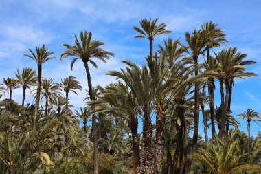Palmeral halk parkında palmiye ağaçları var. Valensiyalı cemaatin Alicante şehri (Comunidad Valenciana), İspanya.