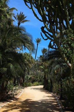 Palmeral halk parkında palmiye ağaçları var. Valensiyalı cemaatin Alicante şehri (Comunidad Valenciana), İspanya.