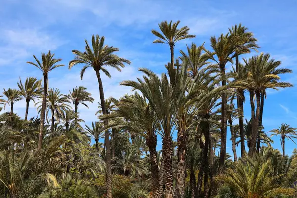 Palmeral halk parkında palmiye ağaçları var. Valensiyalı cemaatin Alicante şehri (Comunidad Valenciana), İspanya.