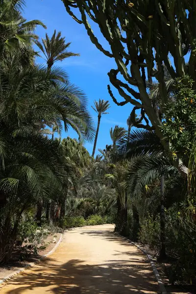 Palmeral halk parkında palmiye ağaçları var. Valensiyalı cemaatin Alicante şehri (Comunidad Valenciana), İspanya.