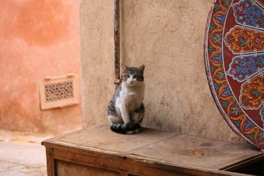 Fas, Marakeş 'in sokak kedileri. Masada oturan yerel tekir beyaz kedi..