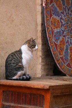 Fas, Marakeş 'in sokak kedileri. Masada oturan yerel tekir beyaz kedi..