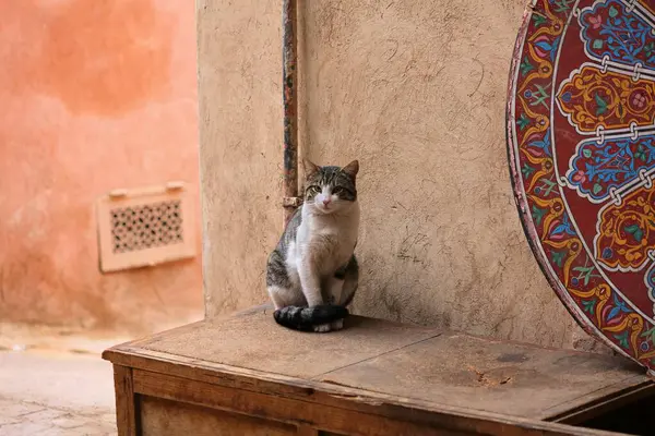 Fas, Marakeş 'in sokak kedileri. Masada oturan yerel tekir beyaz kedi..