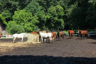 Pensilvanya 'da bir at çiftliğinde saman yiyen ve çamurlu çayırlarda yürüyen atlar..
