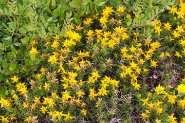 Genista hirsuta Portekiz 'de sarı çiçekler. Genellikle süpürge ya da gorse çiçeği olarak bilinir, yerel olarak Tojo-do-sul olarak bilinir. Algarve, Portekiz 'in Flora türü.