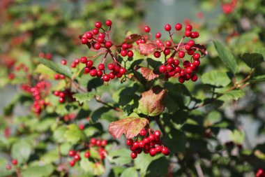 Avusturya 'nın Carinthia eyaletinde Guelder gülü veya Avrupa kranrybush (Viburnum opulus) kırmızı meyve. Kırmızı böğürtlenleri kuşlar yer..