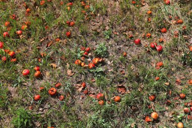 Olgun elmalar Avusturya 'da bir ağacın altında mayalanır ve çürür..
