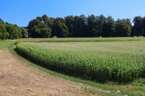 Avusturya, Carinthia 'da tarım. Drava nehir vadisindeki mısır tarlası.