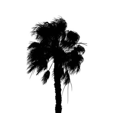 İzole edilmiş palmiye ağacı silueti. Siyah grafikler beyaz arkaplanda izole edilmiş. Gerçekçi palmiye ağacı vektör çizimi.