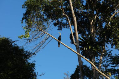 Borneo 'nun vahşi hayatı. Doğulu darter (Anhinga melanogaster), Malezya 'nın Borneo adasında sabah, Sukau' da Kinabatangan nehrinin kuş türü..
