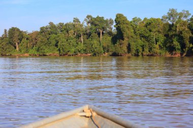 Malezya 'nın kuzeydoğusundaki Sandakan Tümenindeki Kinabatangan Nehri' nde yağmur ormanı. Borneo 'da Doğa rezervi.