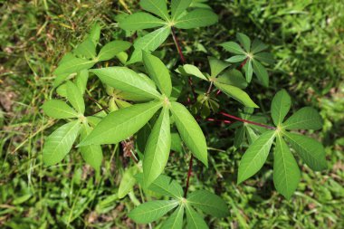 Cassava (manioc), Malezya 'nın Sabah kentindeki küçük özel bir çiftlikte bitki yetiştirdi..