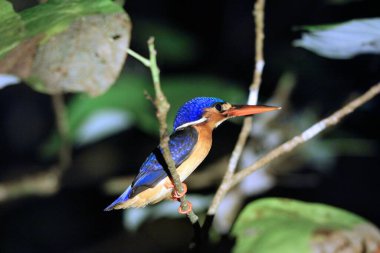 Borneo 'nun vahşi hayatı. Mavi kulaklı Kingfisher (Alcedo meninting), Malezya 'nın Borneo adasında, Sabah' ın kuzeydoğusunda, Sukau 'da Kinabatangan nehrinin kuş türü..