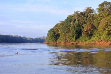 Malezya 'nın kuzeydoğusundaki Sandakan Tümenindeki Kinabatangan Nehri' nde yağmur ormanı. Borneo 'da Doğa rezervi.