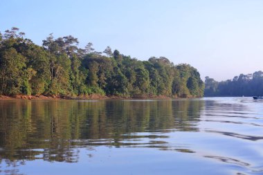 Malezya 'nın kuzeydoğusundaki Sandakan Tümenindeki Kinabatangan Nehri' nde yağmur ormanı. Borneo 'da Doğa rezervi.