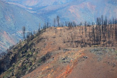 Tuolumne County, Kaliforniya 'da orman üstüne orman yakıldı..
