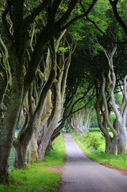 Kuzey İrlanda 'nın Antrim ilçesindeki Dark Hedges yolunda. Meşhur kayın ağacı yolunun yaz manzarası. Ürkütücü yer..