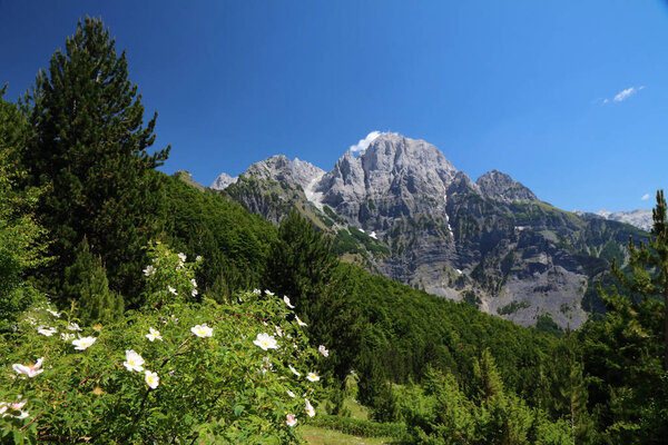 Природа Албании. Летний пейзаж гор Тет в Албанских Альпах (также известных как Проклятые горы). Национальный парк Албании. Вид на вершину горы Майя-э-Бошит с дикими розами.