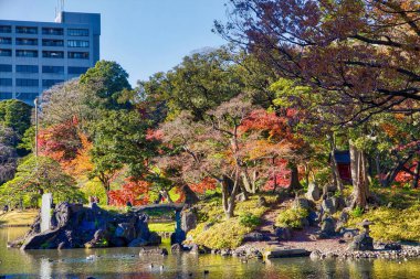 Tokyo parkında sonbahar renkleri. Koishikawa Korakuen Bahçesi yaprakları.