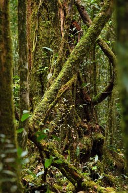 Kinabalu Park, Malezya 'da yağmur ormanı. Borneo Sabah Bölgesi.