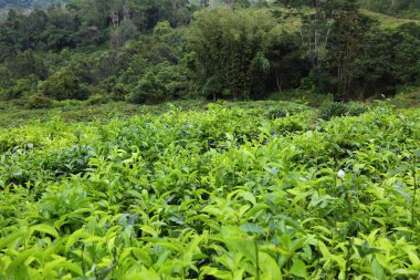 Malezya 'daki Sabah Çay Çiftliği. Borneo Sabah Bölgesi.