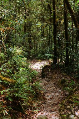 Malezya 'daki Kinabalu Parkı' nda yağmur ormanları yürüyüş yolu. Borneo Sabah Bölgesi.