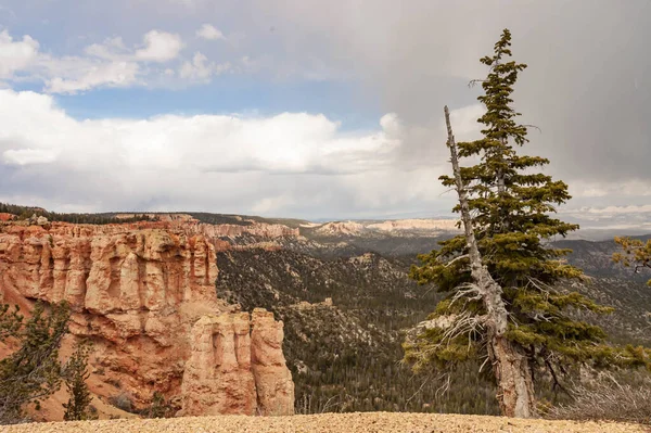 Pine Trees Ponderosa Canyon Bryce National Park Utah Usa — Stock Photo, Image