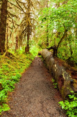 ılıman Hoh yağmur ormanı., olimpik Milli Parkı, Washington State, ABD yosun kaplı ağaçlar ile iz hiking