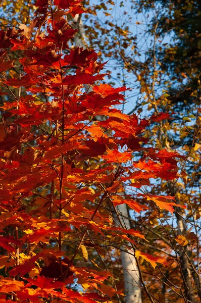 Colorful maple trees and  leaves in Quebec forests, Canada  at the peak of fall foliage. Close up on the foreground leaves.