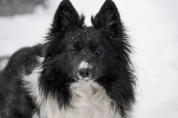 Mavi Gözlü Kar Yağarken Poz Veren Siyah Beyaz Bir Çoban — Stok fotoğraf