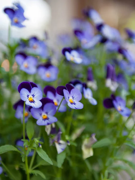 close-up of violas on  garden in street of Winthrop, Washington State, USA - close-up on front violas