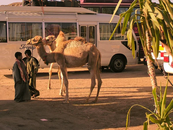 Young Boys Renting Camels Tourist Karnak Market Make Living Egypt — Stock Photo, Image