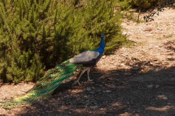 Close View Colorful Male Peacock Fields Knossos Greece — Stock Photo, Image