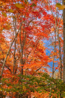 fairy view of red maple trees in Autumn in High Laurentians of Quebec, Canada