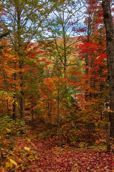 Fairy View Red Maple Trees Autumn High Laurentians Quebec Country — Fotografia de Stock