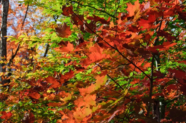 stock image close view of red maple leaves in Autumn in country  of Quebec, Canada