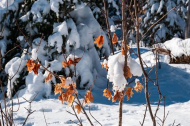 close up of maple leaves whom persist to stay on trees after snow storm in Quebec country, Canada