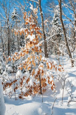 winter scenes after snow storm in Quebec country, Canada