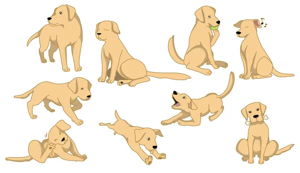 stock vector Yellow Labrador retriever cartoon character set