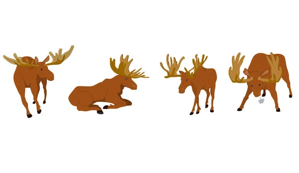 Wild Moose Action — Stock Vector