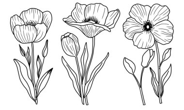 Elle çizilmiş botanik çizimler. Çiçek ve yaprakların detaylı çizimlerini içeren bir seri