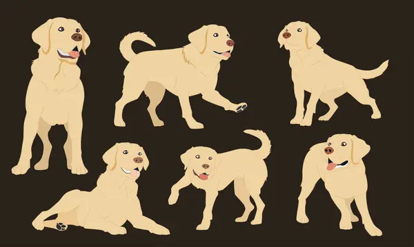 Colección Ilustraciones Vectoriales Labrador Retriever Ilustraciones De Stock Sin Royalties Gratis