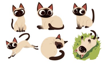 Çeşitli Zarif Pozisyonlarda Zarif Siyam Kedileri Çizimleri