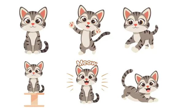 Çeşitli Pozisyon ve İfadelerde Şirin Gri Tekir Kediler Koleksiyonu