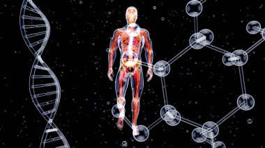 Kalp krizi ve anatominin soyut üç boyutlu çizimi 