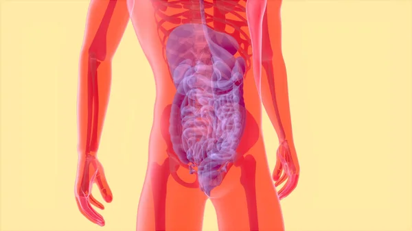 Абстрактная Анатомия Пищеварительной Системы — стоковое фото