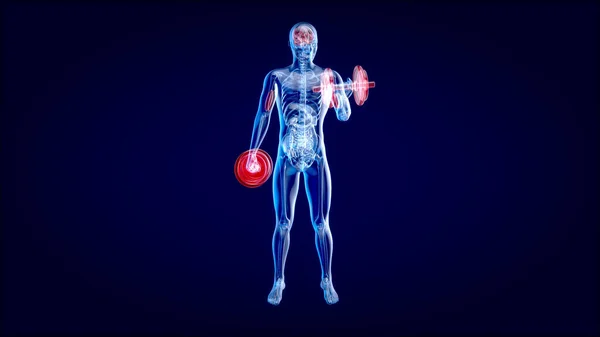 Иллюстрация Анатомии Рентгеновского Человека Делающего Бицепсы — стоковое фото